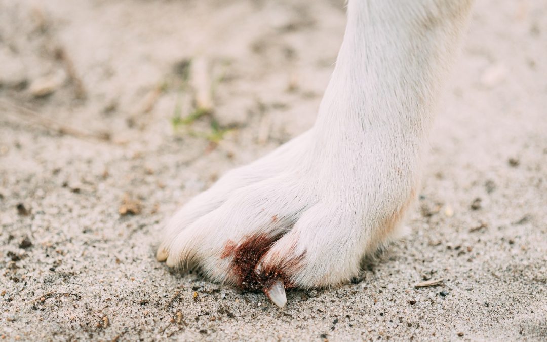 The Dog Broke the Claw at the Base: What to do