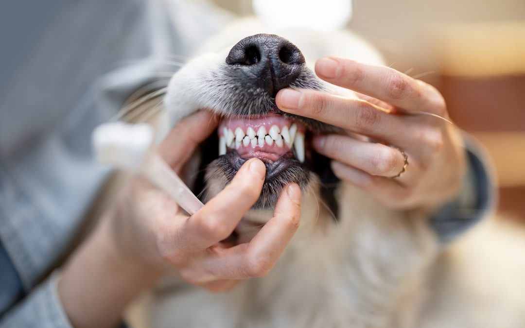 Ultrasonic Teeth Cleaning for Dogs