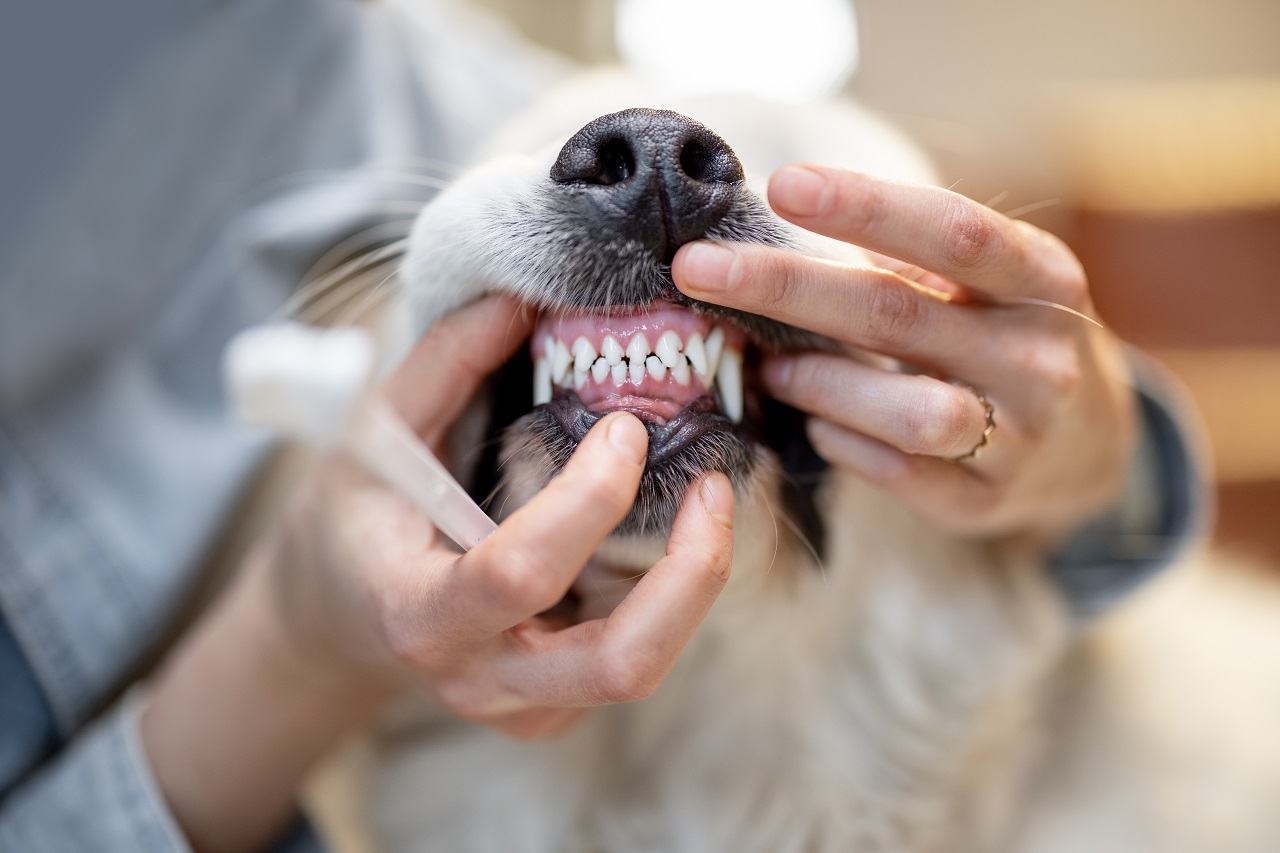 Ultrasonic Teeth Cleaning for Dogs - Coolest Outdoors and More