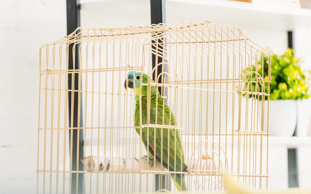 How to Choose a Bird Cage?
