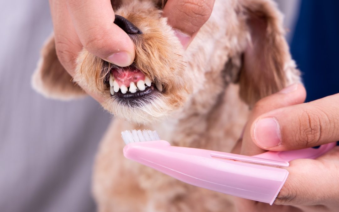 How to Care for your Pet’s Teeth