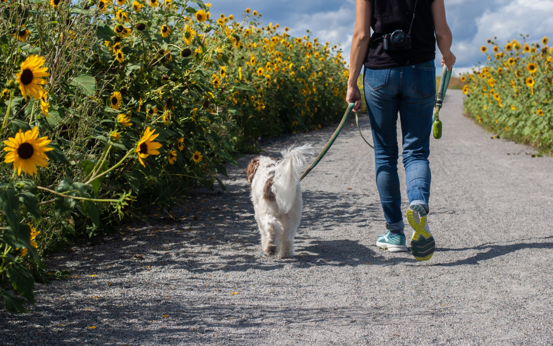 How Often Should You Take Your Dogs Out for a Walk